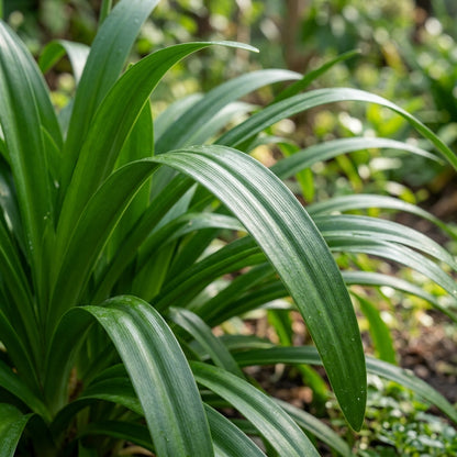 Agapanthus Mixed Flower Seeds