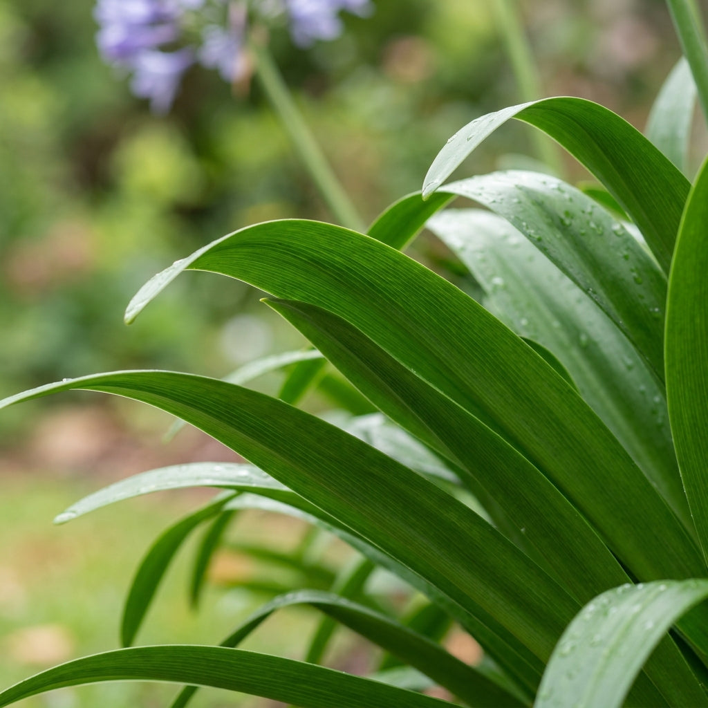 Agapanthus Flower Seeds - Blue African Lily Blooms