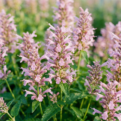 Hummingbird Mint Agastache Heather Queen Seeds - Mint Flower Seeds for Garden