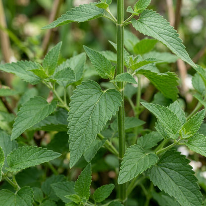 Agastache Foeniculum Liquorice White Flower Seeds For Planting