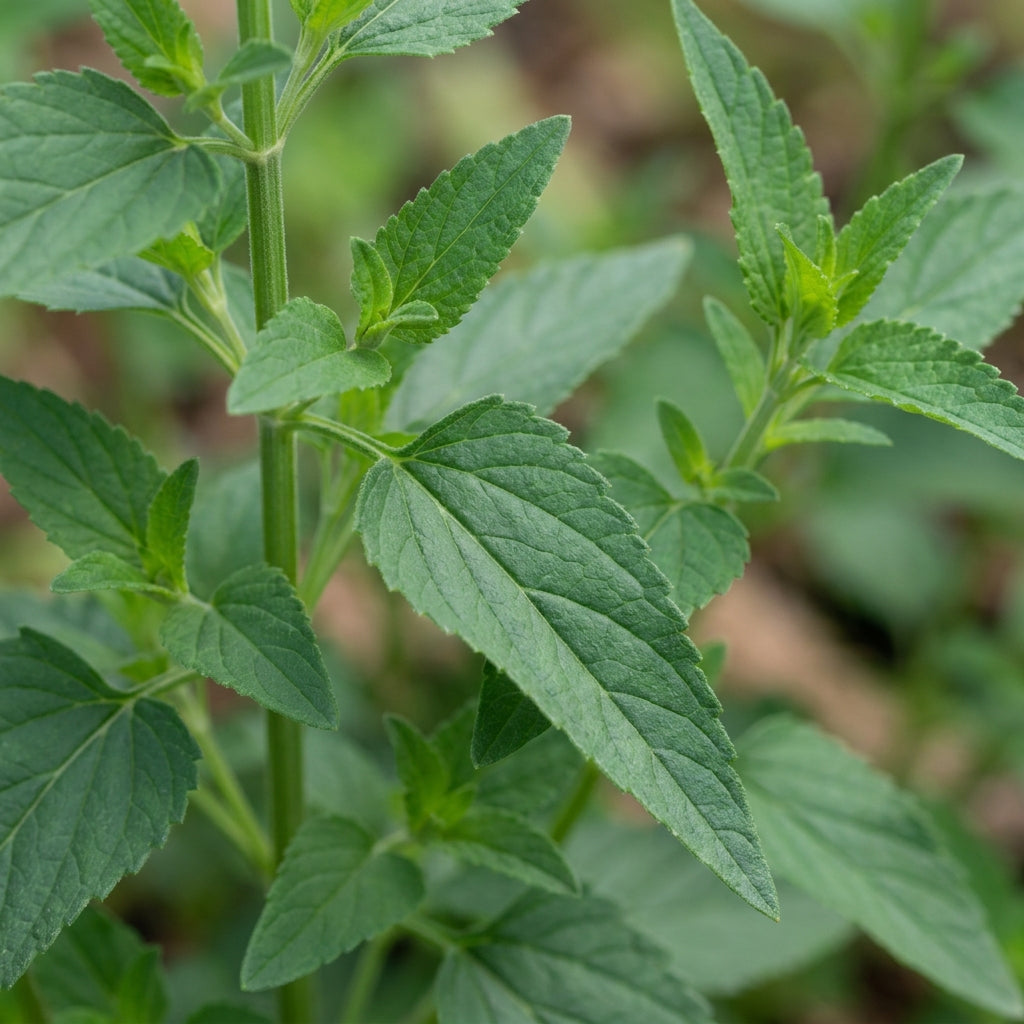 Hummingbird Mint Agastache Heather Queen Seeds - Mint Flower Seeds for Garden