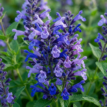 Agastache hybrida 'Astello Indigo' Flower Seeds for Planting