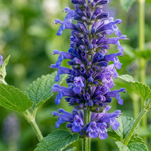 Agastache hybrida 'Astello Indigo' Flower Seeds for Planting