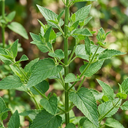 Agastache hybrida 'Astello Indigo' Flower Seeds for Planting