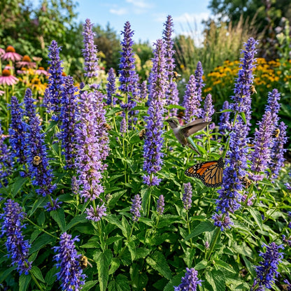Agastache hybrida 'Astello Indigo' Flower Seeds for Planting