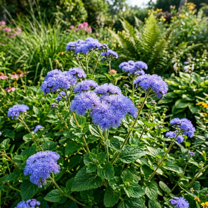 Ageratum Blue Ball Seeds – Compact Blue Blooms
