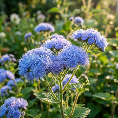 Ageratum Blue Ball Seeds – Compact Blue Blooms