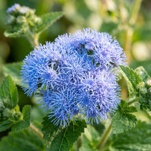 Ageratum Blue Horizon Flower Seeds For Planting