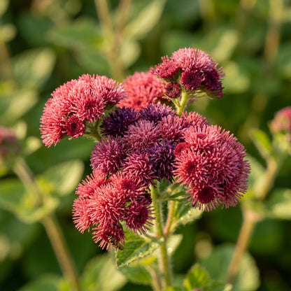Ageratum Red Sea Seeds – Rare Red-Toned Blooms