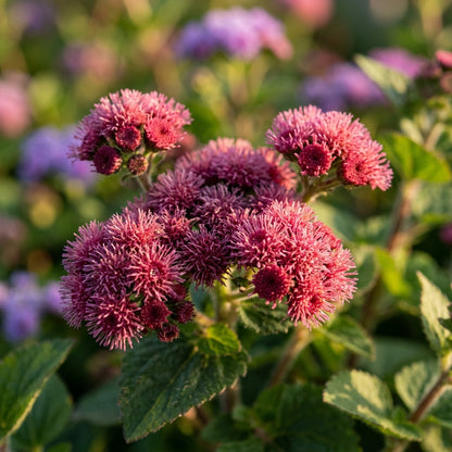 Ageratum Red Sea Seeds – Rare Red-Toned Blooms