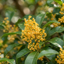 Aglaia odorata Flower Seeds for Planting