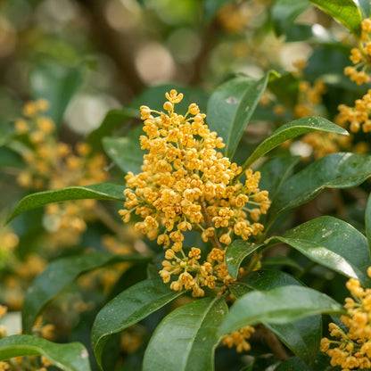 Aglaia odorata Flower Seeds for Planting