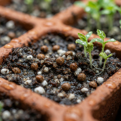 Aglaia odorata Flower Seeds for Planting