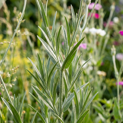 Agrostemma Queen Formula Mix Seeds – Cottage Blooms