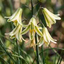 Albuca Juncifolia Flower Seeds For Planting