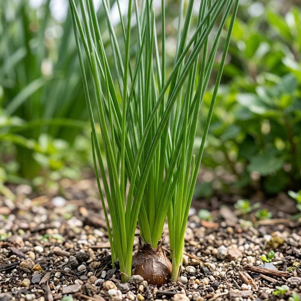 Albuca Juncifolia Flower Seeds For Planting