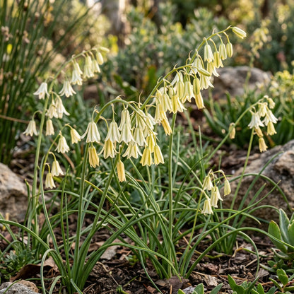 Albucca Humilis Flower Seeds For Planting