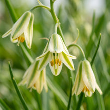 Albucca Humilis Flower Seeds For Planting