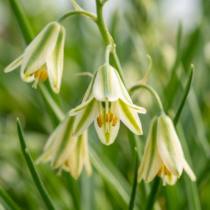 Albucca Humilis Flower Seeds For Planting