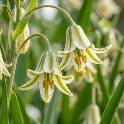 Albucca Humilis Flower Seeds For Planting