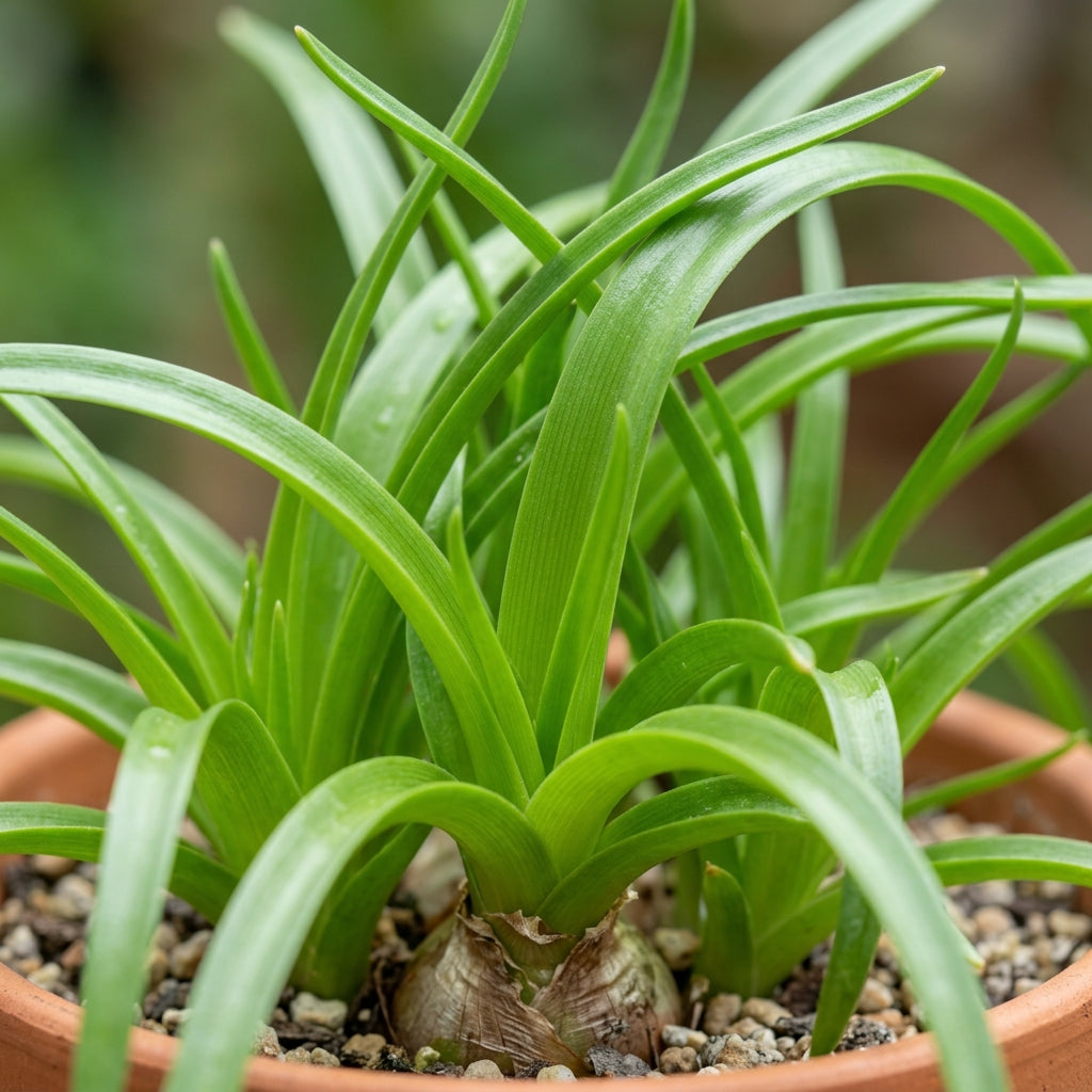 Albucca Humilis Flower Seeds For Planting