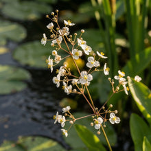Alisma plantago-aquatica Seeds for Planting