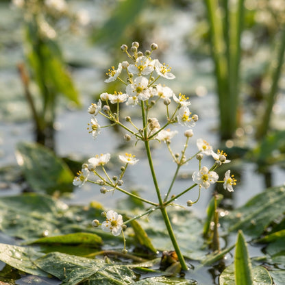 Alisma plantago-aquatica Seeds for Planting