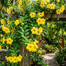 Allamanda Flower Seeds - Allamanda Flower Seeds for Garden