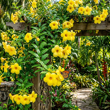 Allamanda Flower Seeds - Allamanda Flower Seeds for Garden