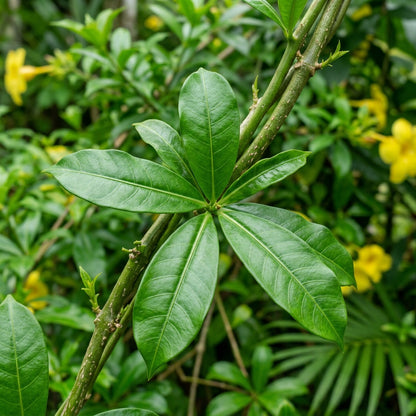 Allamanda Flower Seeds - Allamanda Flower Seeds for Garden