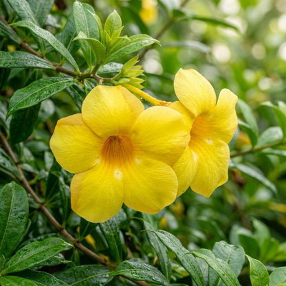 Allamanda Flower Seeds - Allamanda Flower Seeds for Garden