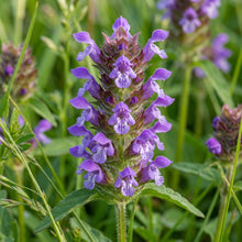 Allheal Seeds for Herbal Garden Planting