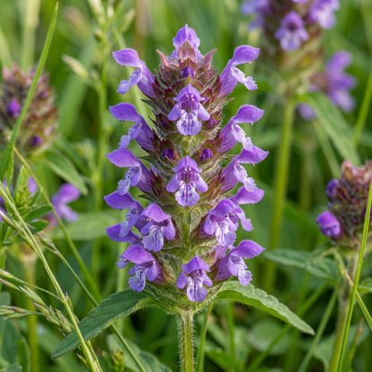 Allheal Seeds for Herbal Garden Planting
