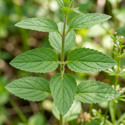 Allheal Seeds for Herbal Garden Planting