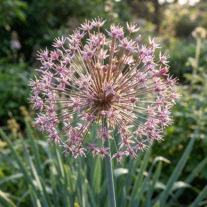 Allium Schubertii Flower Seeds for Planting