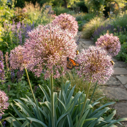 Allium Schubertii Flower Seeds for Planting