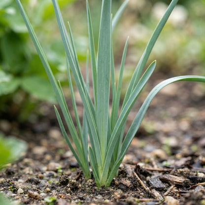 Allium Schubertii Flower Seeds for Planting