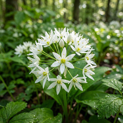 Allium Ursinum Flower Seeds for Planting