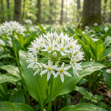 Allium Ursinum Flower Seeds for Planting