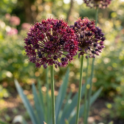 Allium atropurpureum Flower Seeds for Planting