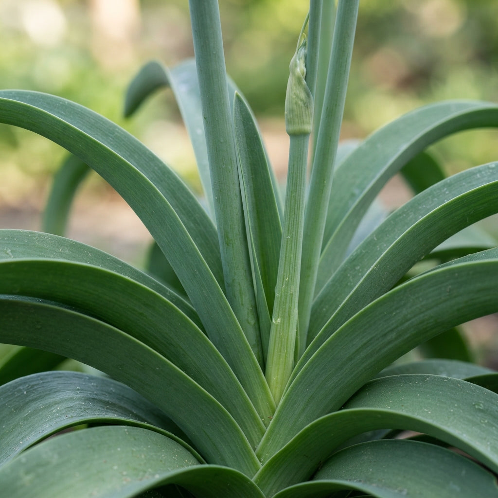 Allium atropurpureum Flower Seeds for Planting