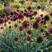 Allium atropurpureum Flower Seeds for Planting