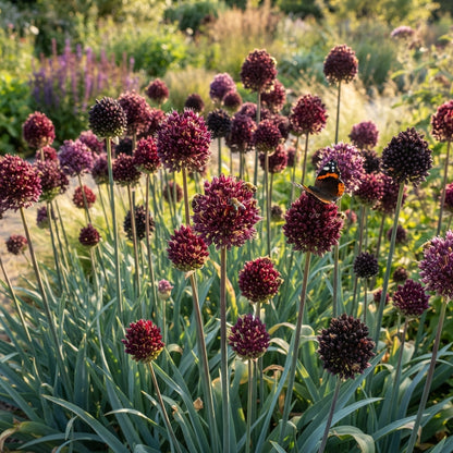 Allium atropurpureum Flower Seeds for Planting