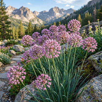 Allium Campanulatum Flower Seeds For Planting