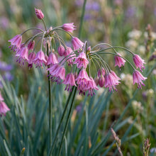 Allium Campanulatum Flower Seeds For Planting