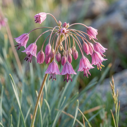 Allium Campanulatum Flower Seeds For Planting