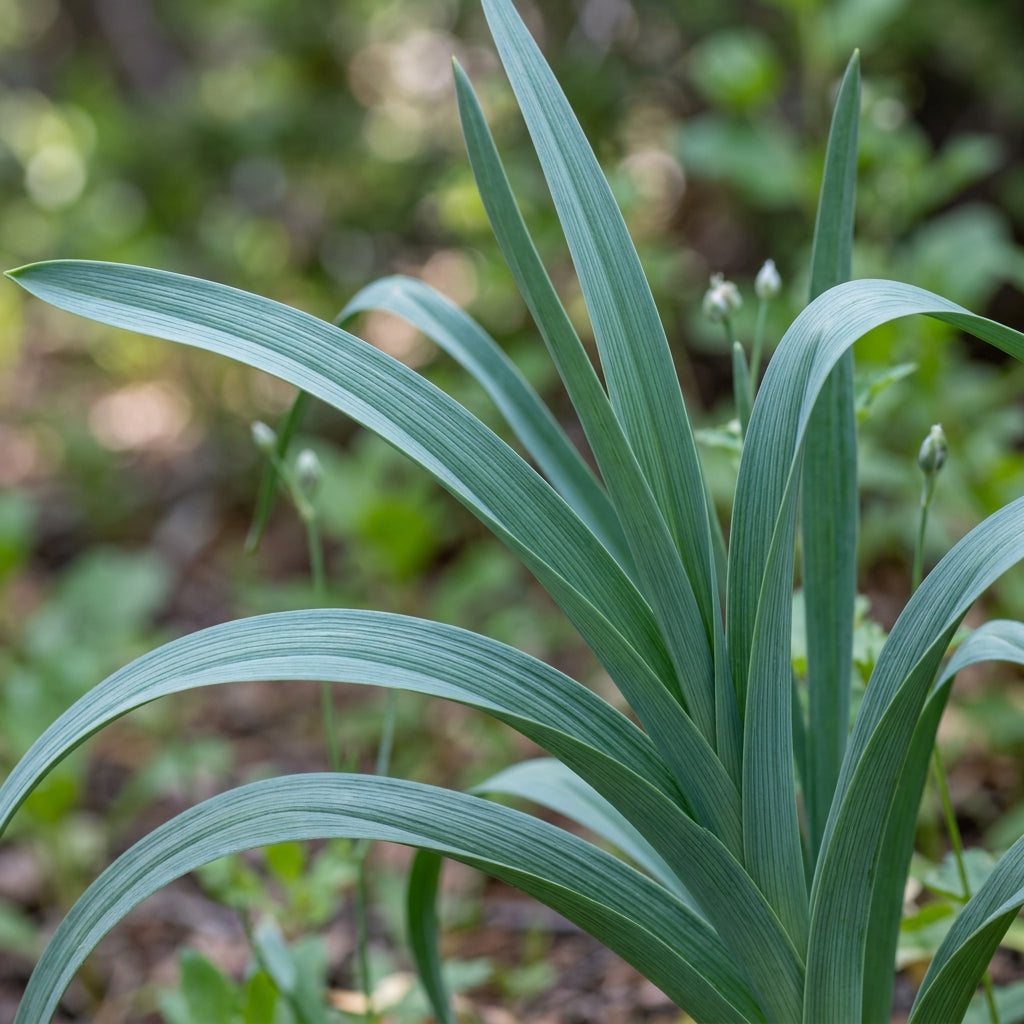 Allium Campanulatum Flower Seeds For Planting