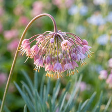 Allium Cernuum Flower Seeds For Planting
