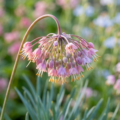 Allium Cernuum Flower Seeds For Planting