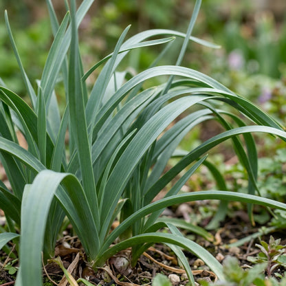 Allium Cernuum Flower Seeds For Planting
